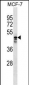 MUDEN Antibody (C-term)