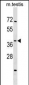 SIRT4 Antibody (N-term)