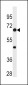 NFKBp65 Antibody (C-term S536)