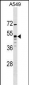 GPR83 Antibody (N-term)