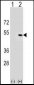 PLEKHA1 Antibody (Center)