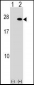 FGF19 Antibody (C-term)