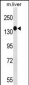 SGK269 Antibody (N-term)