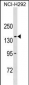 COL20A1 Antibody (C-term)