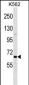 POU2F1 Antibody (N-term)