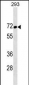 TFE3 Antibody (N-term)