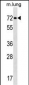 TFE3 Antibody (N-term)