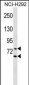 LMNA Antibody (Center)