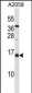 ID3 Antibody (C-term)