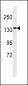 CAMSAP3 Antibody (N-term)