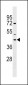 NPBWR1 Antibody (C-term)