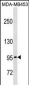PCDHGA5 Antibody (N-term)