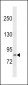 PCDHGB2 Antibody (N-term)