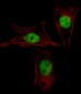 AP18398c-MEOX2-Antibody-Center