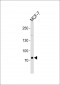 ZNF483 Antibody (Center)