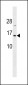 HIST1H2BA Antibody (N-term)