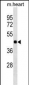 HHEX Antibody (C-term)