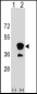 CD1B Antibody (N-term)