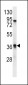 TAAR9 Antibody (C-term)