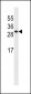 ISOC2 Antibody (C-term)
