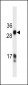 HKLK3 Antibody (C234)