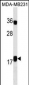 IL10 Antibody(Ascites)