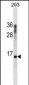 CST3 Antibody