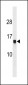 HIST1H2AG Antibody (C-term)