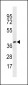 OR4X1 Antibody (N-term)