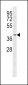 FFAR2 Antibody (C-term)