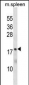 MTHFS Antibody (C-term)