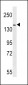 HER4 Antibody (C-term Y1162)