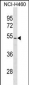 PTEN Antibody (Center T383/T382)