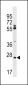 CNPY3 Antibody (N-term)