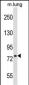 DNAJC10 Antibody (N-term)