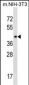 SEPT6 Antibody (C-term)