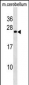 mouse BAD Antibody (Center S112/S111/Y113)