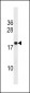 RNF24 Antibody (Center)