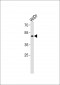 AP18725a-TFDP3-Antibody-N-term