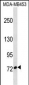 CUX1 Antibody (C-term)