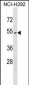 ZPLD1 Antibody (Center)