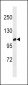 GPRC6A Antibody (Center)