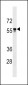 API5 Antibody (C-term)