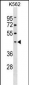 PELI1 Antibody (Center)