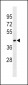 FLOT1 Antibody (N-term)