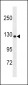 COL19A1 Antibody (N-term)