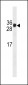 HKLK3 Antibody (C234)