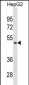 AMBP Antibody (N-term) (Ascites)