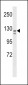 CD106  Antibody (Ascites)