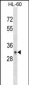 CD40 Antibody (C-term) (Ascites)